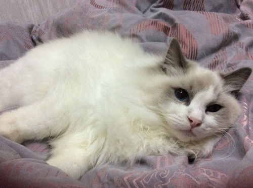 宠物猫怎么喂驱虫
