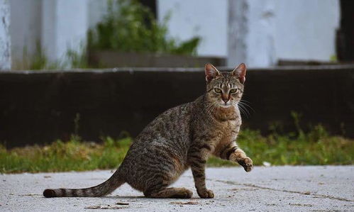 怎么评价小区宠物猫好看