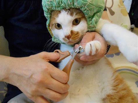 宠物猫怎么用毛巾包