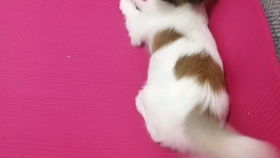 蝴蝶犬多少元一只