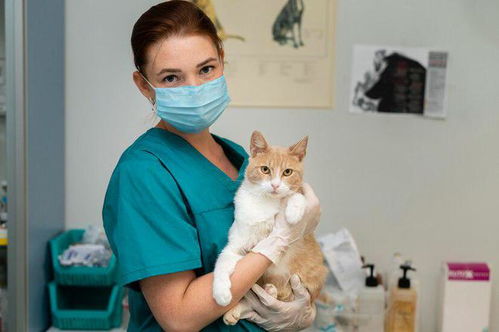 宠物猫在打疫苗怎么打的
