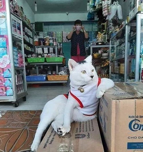 宠物猫怎么开店