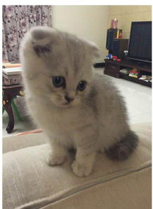 怎么在自己家里养宠物猫
