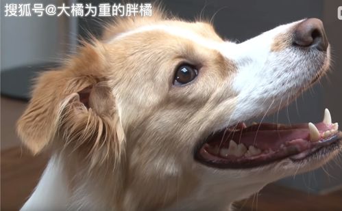 宠物狗天天装傻子怎么办