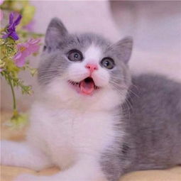 家里脏宠物猫怎么清理