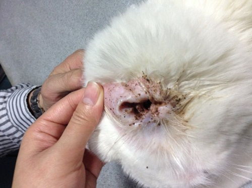 宠物猫怎么清理耳屎的