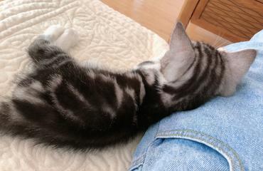 南昌怎么买宠物猫