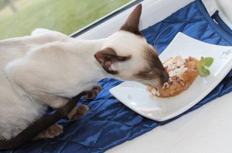 怎么带宠物猫住酒店