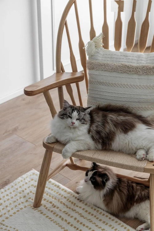 宠物猫舍怎么装修