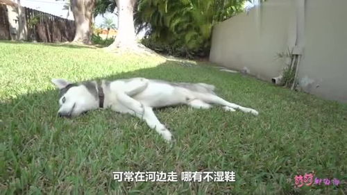 宠物狗拖着腿怎么办啊