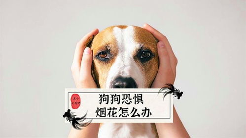 宠物狗害怕狗叫怎么办呢