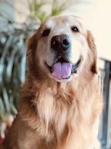 宠物狗被咬死了怎么办