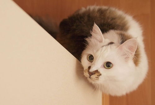宠物猫奶粉怎么冲好喝
