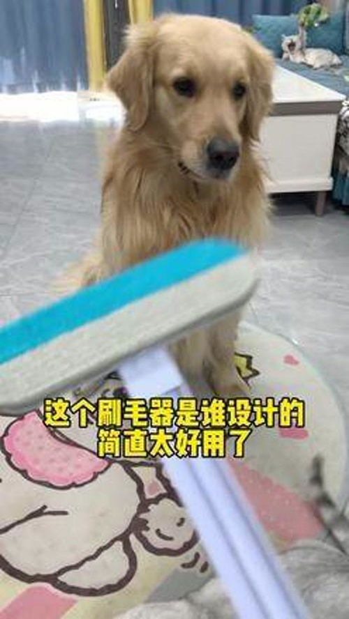 家有萌宠怎么养好宠物狗