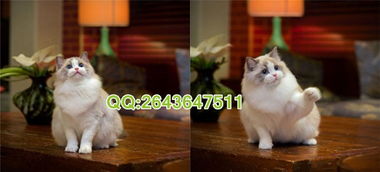 宠物猫怎么买最便宜