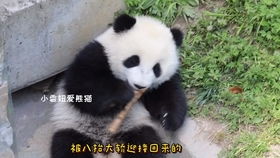 怎么选宠物猫笼子呢