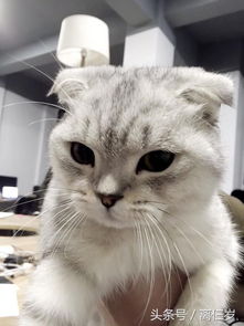 怎么在微信买宠物猫狗呢