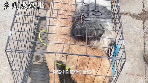 我想卖宠物狗怎么处理掉