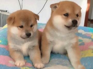宠物狗活货柴犬怎么办