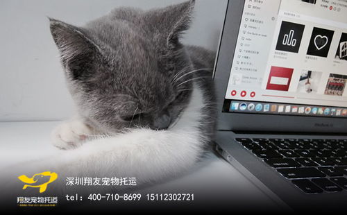 养宠物狗怎么办手续呢