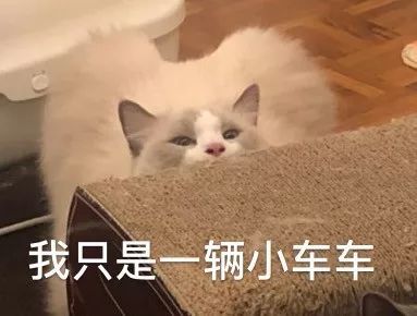 怎么接收空运宠物猫呢