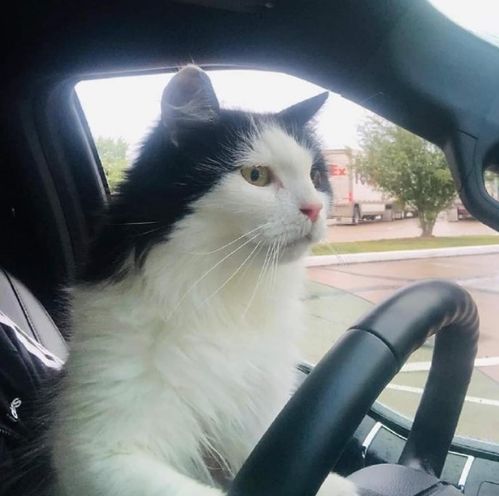 宠物猫怎么带它出去玩儿