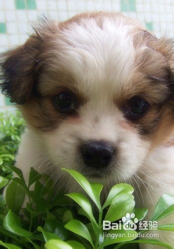 宠物狗偶尔吃馒头会怎么样