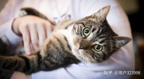 宠物猫怎么摸
