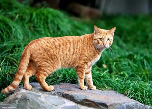 宠物猫怎么有野性