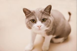 想买一只宠物猫怎么买