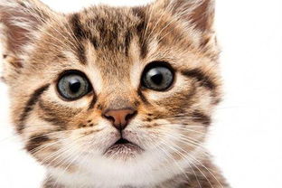 宠物猫怎么洗耳