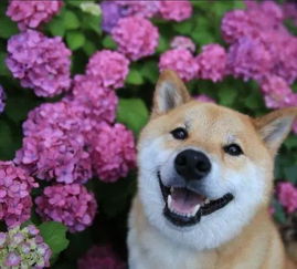 该怎么免费获得宠物狗呢