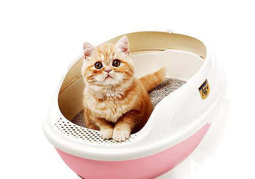 宠物猫拉屎怎么教