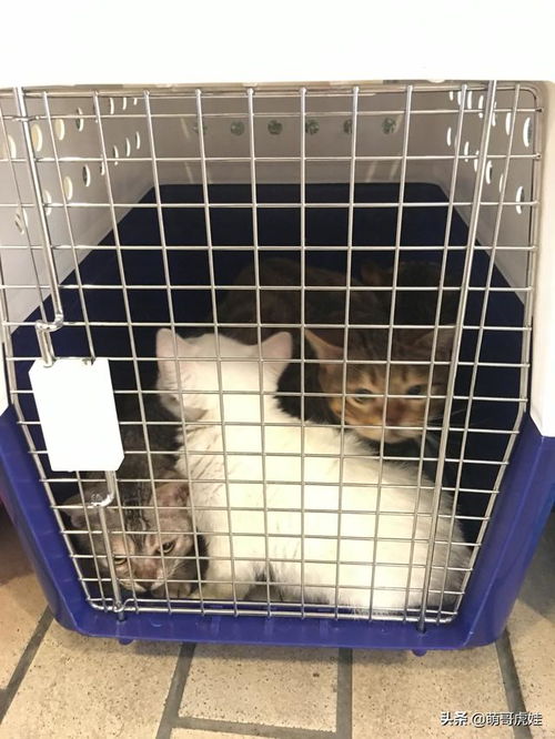 坐飞机怎么携带宠物猫