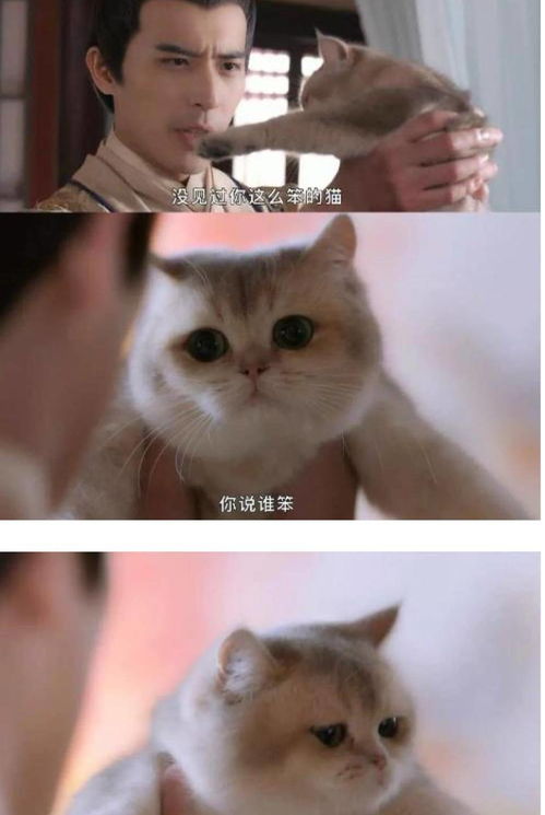 想养只宠物狗猫怎么养好