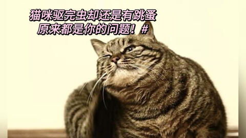 宠物猫怎么驱跳蚤