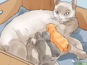 宠物猫怎么接生