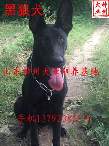 小狼狗多少钱一只