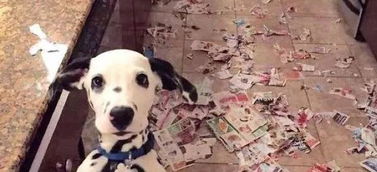宠物狗放在家里怎么样