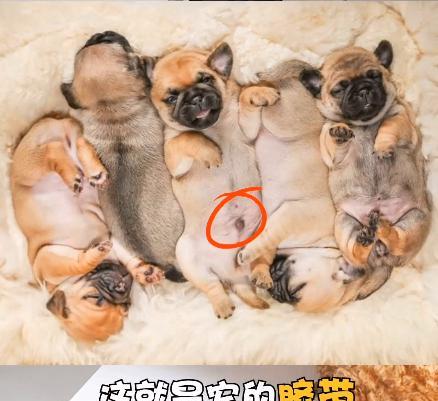 宠物狗肚脐眼大怎么办