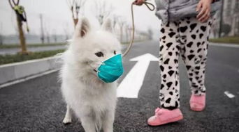 宠物狗口鼻漏液怎么办