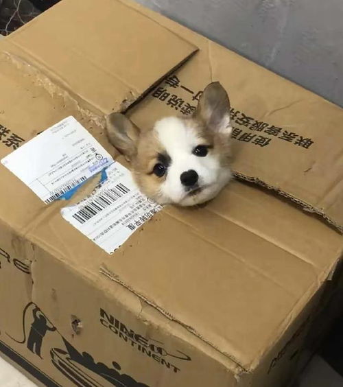 汽车站取宠物狗怎么取的