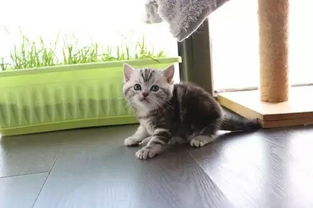 宠物猫店臭味大怎么办啊