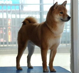 柴犬价格多少一只幼犬