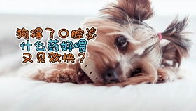 宠物狗口腔炎怎么治疗