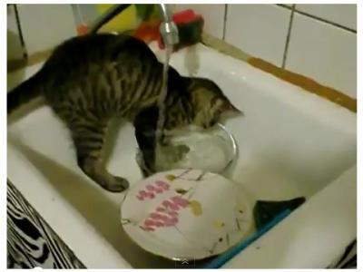 宠物猫怎么除臭