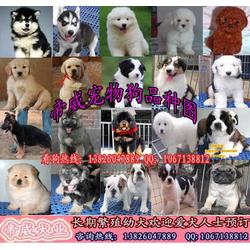 直播宠物狗笼怎么做的