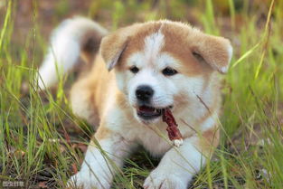 秋田犬每天吃多少