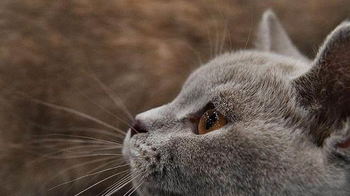 宠物猫猪肉怎么吃好消化
