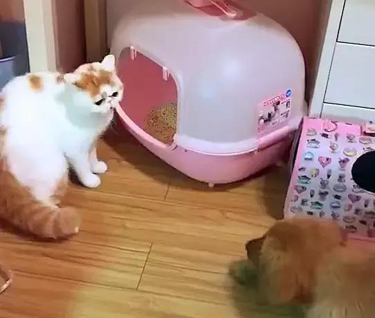 宠物猫怎么出手快